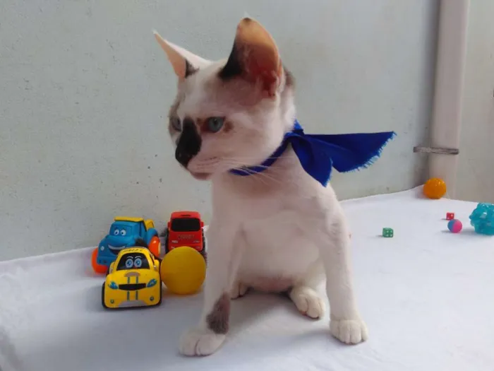 Gato ra a SRD  idade 2 a 6 meses nome Sem Nome 