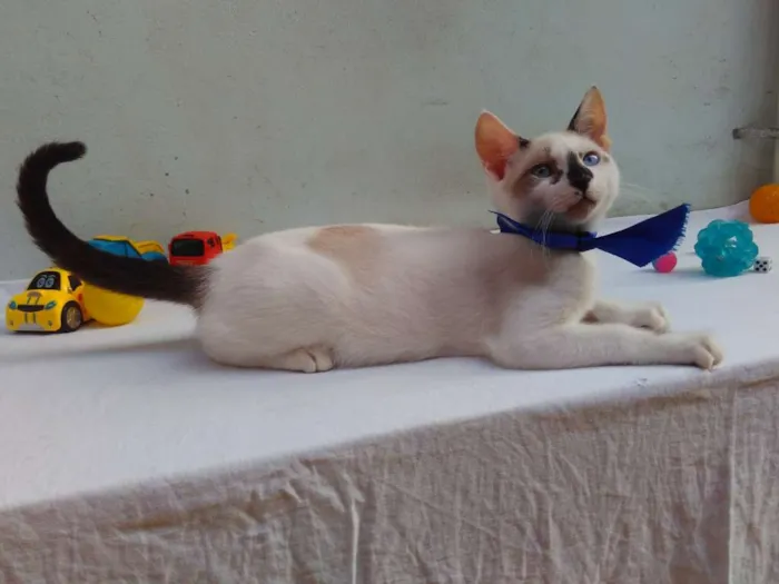 Gato ra a SRD  idade 2 a 6 meses nome Sem Nome 