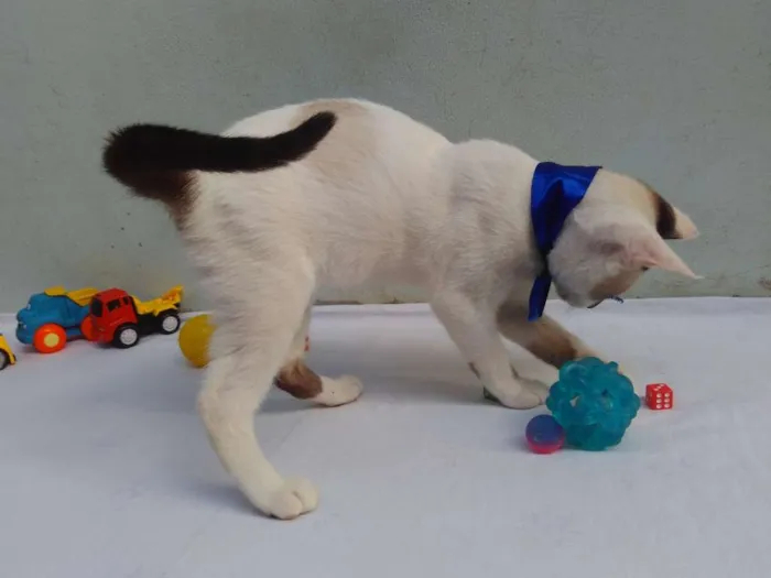 Gato ra a SRD  idade 2 a 6 meses nome Sem Nome 