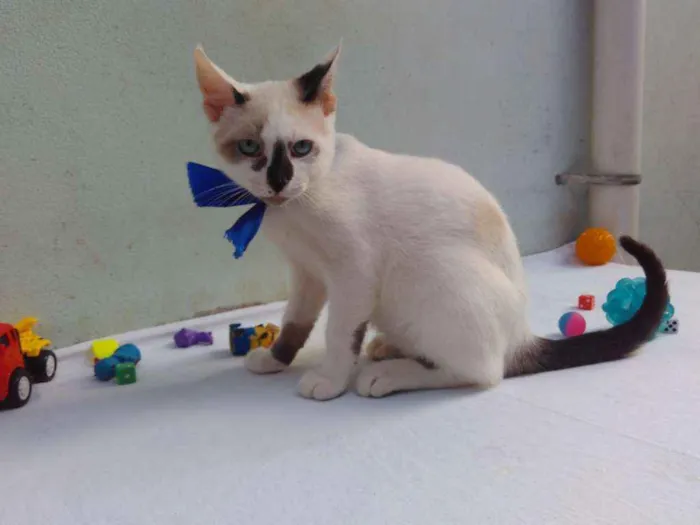 Gato ra a SRD  idade 2 a 6 meses nome Sem Nome 