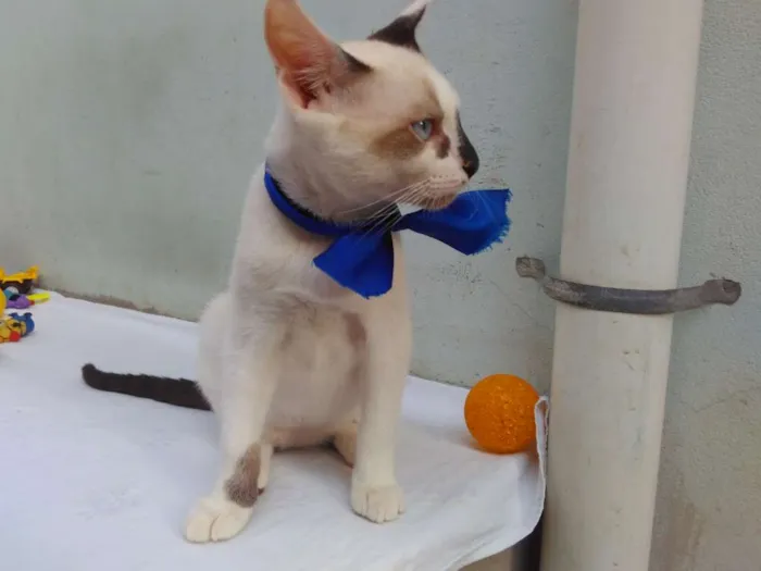Gato ra a SRD  idade 2 a 6 meses nome Sem Nome 