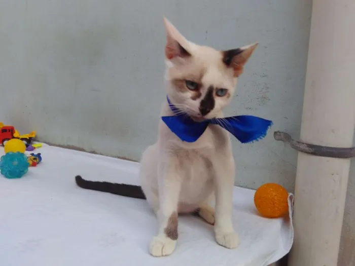 Gato ra a SRD  idade 2 a 6 meses nome Sem Nome 