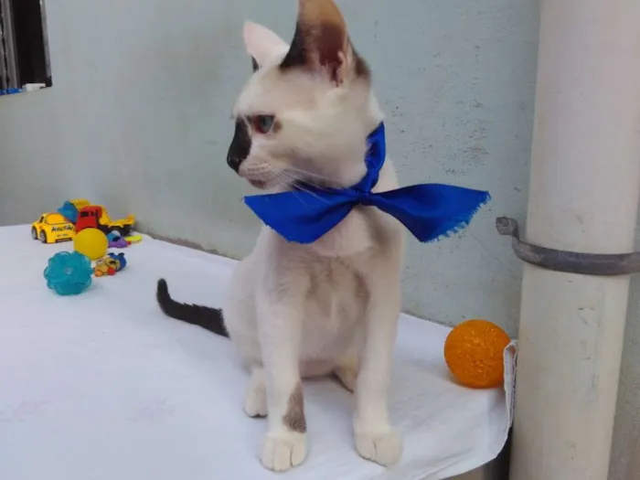 Gato ra a SRD  idade 2 a 6 meses nome Sem Nome 