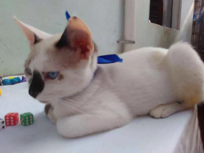 Gato ra a SRD  idade 2 a 6 meses nome Sem Nome 