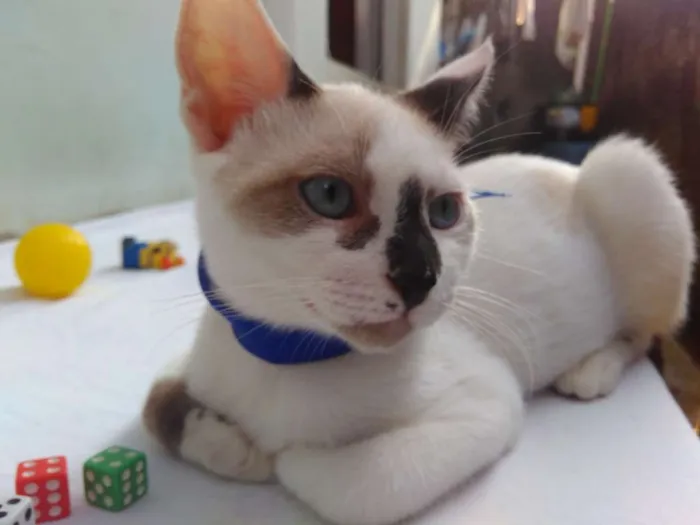 Gato ra a SRD  idade 2 a 6 meses nome Sem Nome 