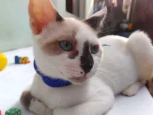 Gato raça SRD  idade 2 a 6 meses nome Sem Nome 