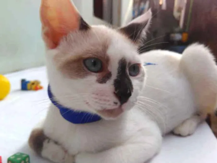 Gato ra a SRD  idade 2 a 6 meses nome Sem Nome 