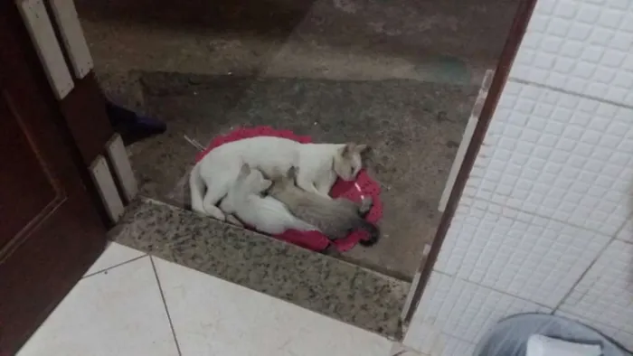 Gato ra a Vira lata idade 2 anos nome Branca
