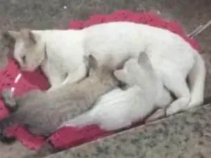 Gato raça Vira lata idade 2 anos nome Branca