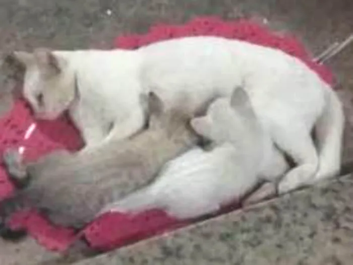 Gato ra a Vira lata idade 2 anos nome Branca