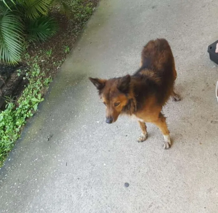 Cachorro ra a SRD idade 6 ou mais anos nome Lobinho
