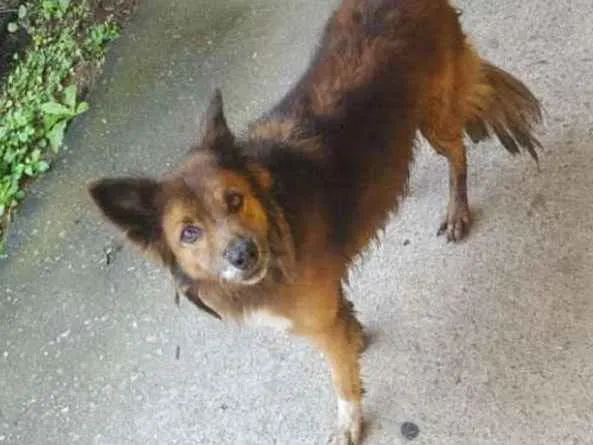 Cachorro ra a SRD idade 6 ou mais anos nome Lobinho