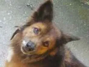 Cachorro ra a SRD idade 6 ou mais anos nome Lobinho