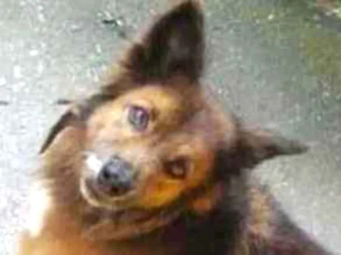 Cachorro ra a SRD idade 6 ou mais anos nome Lobinho