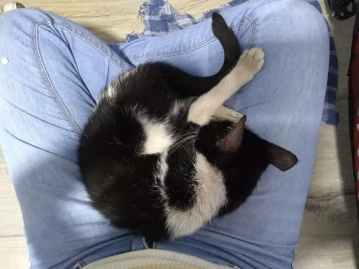 Gato ra a  idade 7 a 11 meses nome Anita