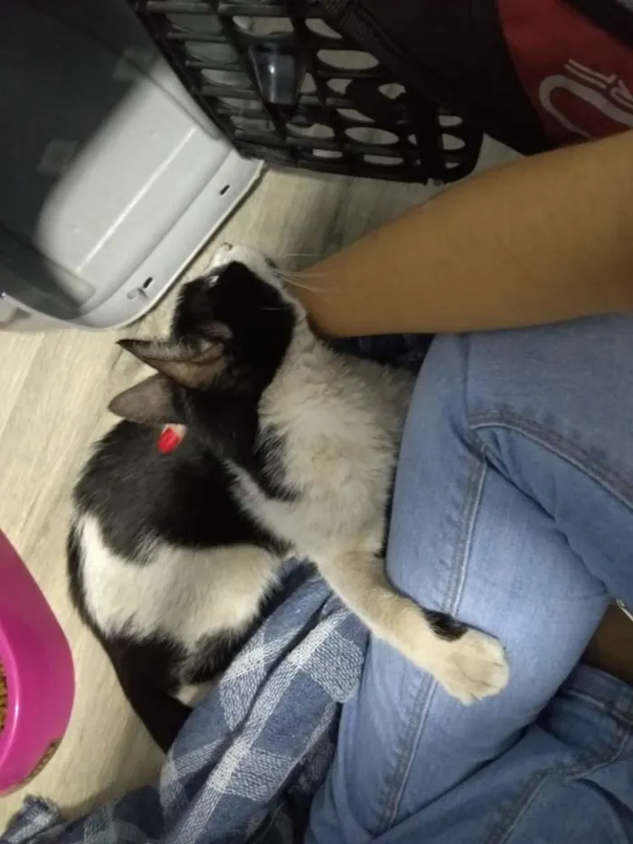 Gato ra a  idade 7 a 11 meses nome Anita