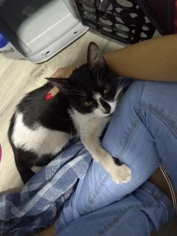 Gato ra a  idade 7 a 11 meses nome Anita