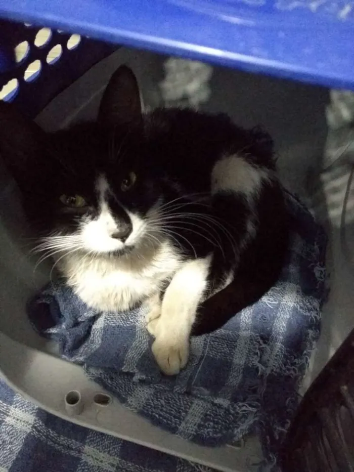 Gato ra a  idade 7 a 11 meses nome Anita