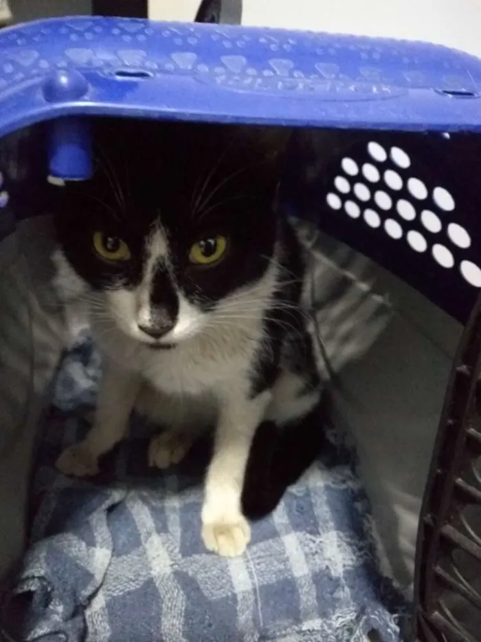 Gato ra a  idade 7 a 11 meses nome Anita