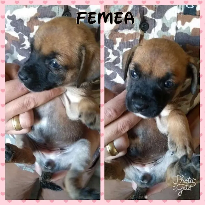 Cachorro ra a Boxer/SRD idade 2 a 6 meses nome Filhotes