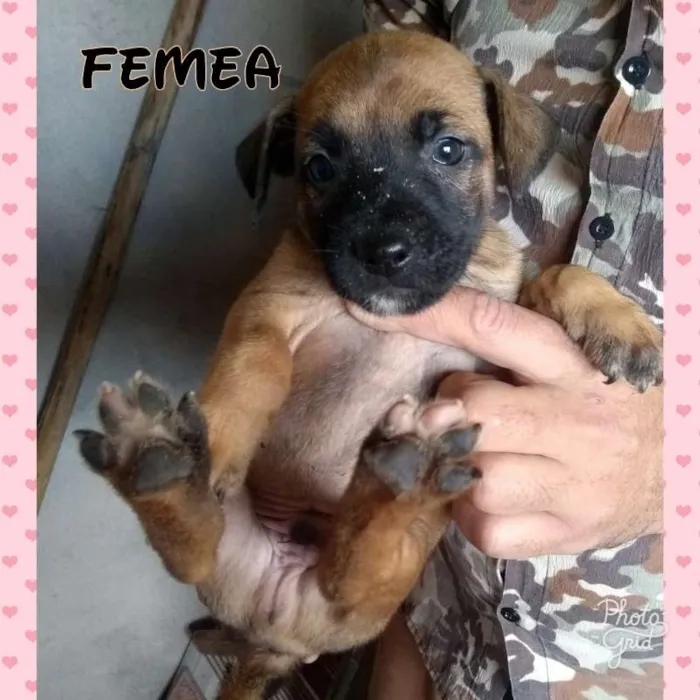 Cachorro ra a Boxer/SRD idade 2 a 6 meses nome Filhotes