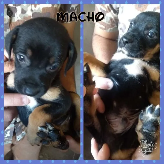 Cachorro ra a Boxer/SRD idade 2 a 6 meses nome Filhotes