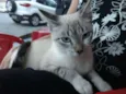 Mozi