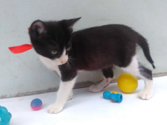 Gato ra a SRD  idade 2 a 6 meses nome Sem Nome 