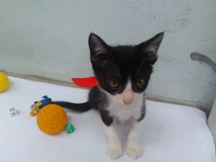 Gato ra a SRD  idade 2 a 6 meses nome Sem Nome 