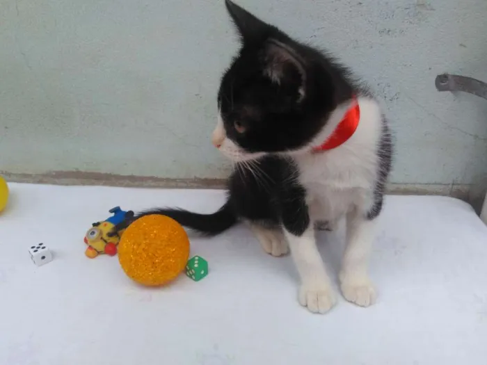 Gato ra a SRD  idade 2 a 6 meses nome Sem Nome 
