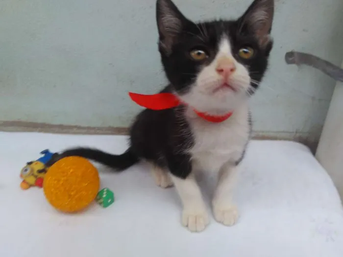 Gato ra a SRD  idade 2 a 6 meses nome Sem Nome 