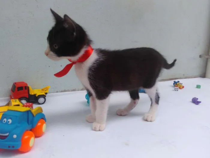 Gato ra a SRD  idade 2 a 6 meses nome Sem Nome 
