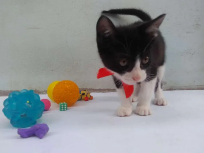 Gato ra a SRD  idade 2 a 6 meses nome Sem Nome 