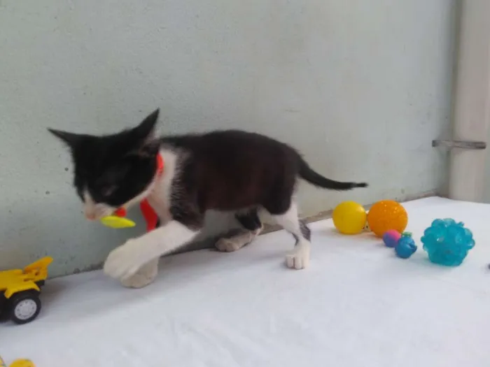 Gato ra a SRD  idade 2 a 6 meses nome Sem Nome 
