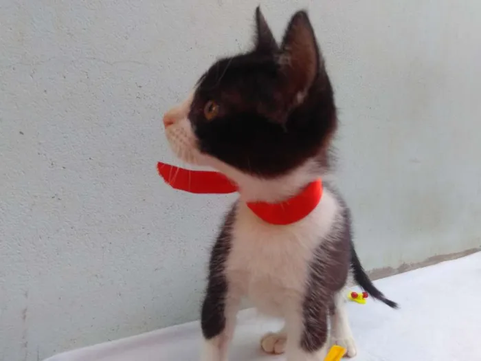 Gato ra a SRD  idade 2 a 6 meses nome Sem Nome 