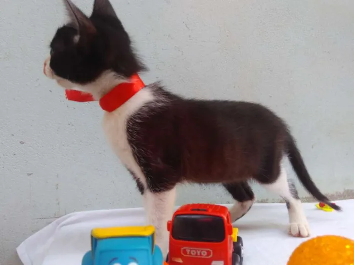 Gato ra a SRD  idade 2 a 6 meses nome Sem Nome 