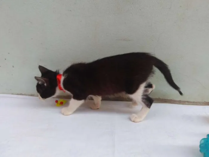Gato ra a SRD  idade 2 a 6 meses nome Sem Nome 
