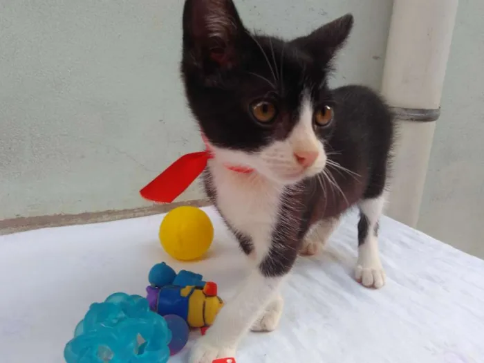 Gato ra a SRD  idade 2 a 6 meses nome Sem Nome 