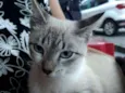 Mozi
