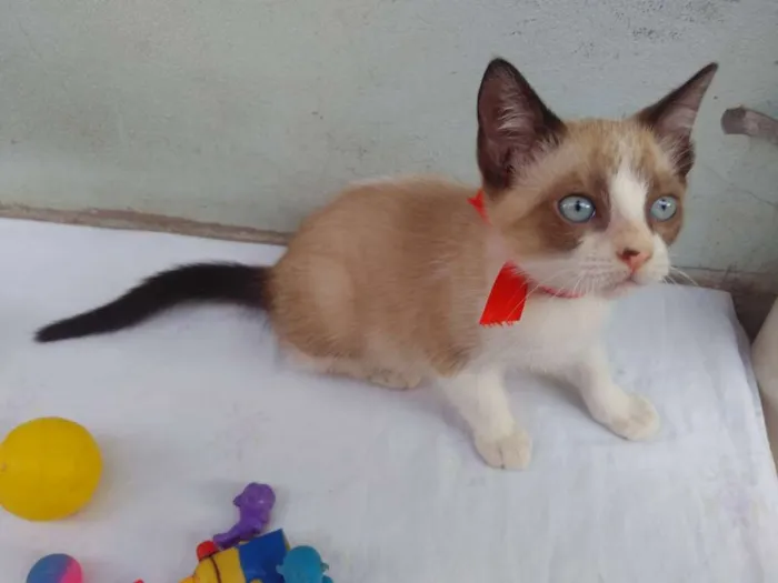 Gato ra a SRD  idade 2 a 6 meses nome Sem Nome 