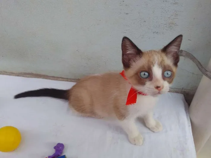 Gato ra a SRD  idade 2 a 6 meses nome Sem Nome 