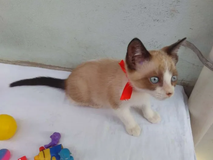Gato ra a SRD  idade 2 a 6 meses nome Sem Nome 