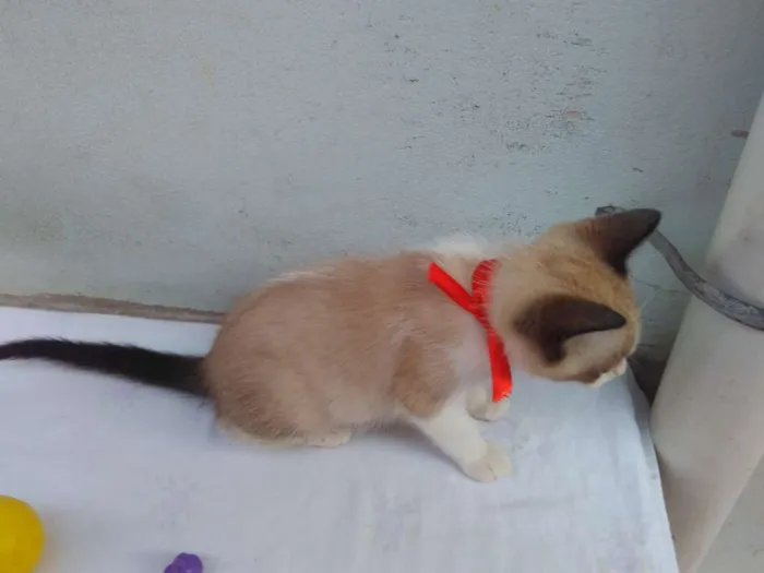 Gato ra a SRD  idade 2 a 6 meses nome Sem Nome 