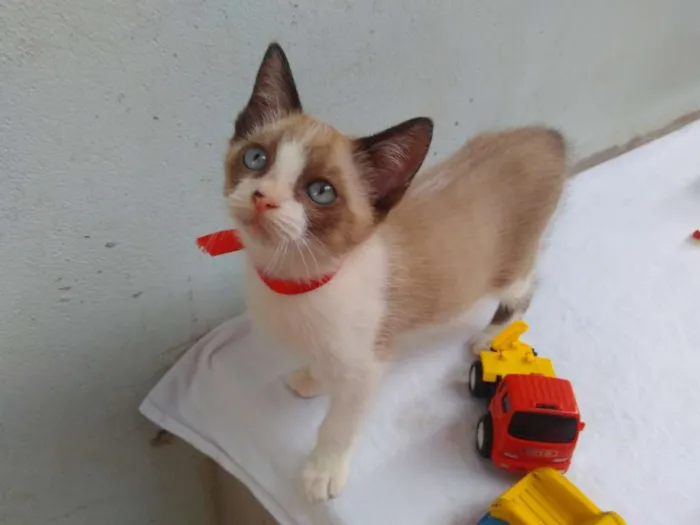 Gato ra a SRD  idade 2 a 6 meses nome Sem Nome 