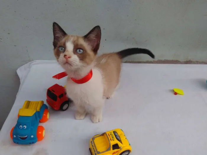 Gato ra a SRD  idade 2 a 6 meses nome Sem Nome 