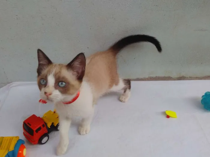 Gato ra a SRD  idade 2 a 6 meses nome Sem Nome 