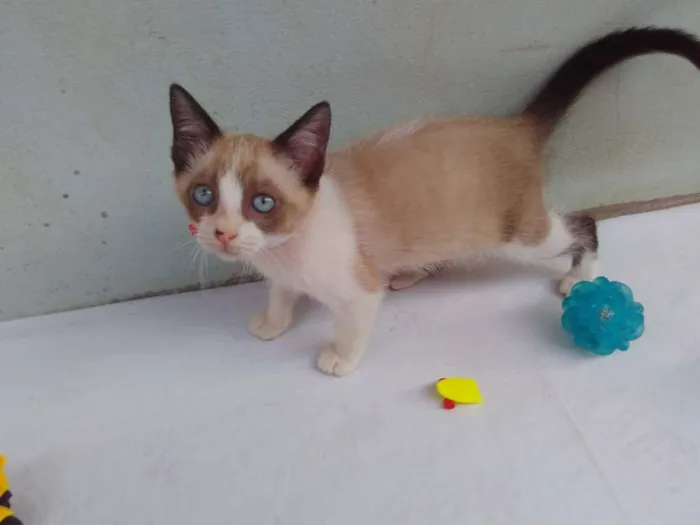 Gato ra a SRD  idade 2 a 6 meses nome Sem Nome 