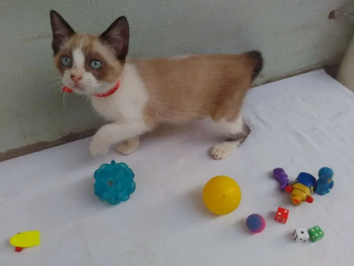 Gato ra a SRD  idade 2 a 6 meses nome Sem Nome 