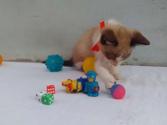 Gato ra a SRD  idade 2 a 6 meses nome Sem Nome 