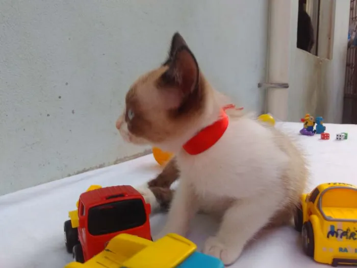 Gato ra a SRD  idade 2 a 6 meses nome Sem Nome 